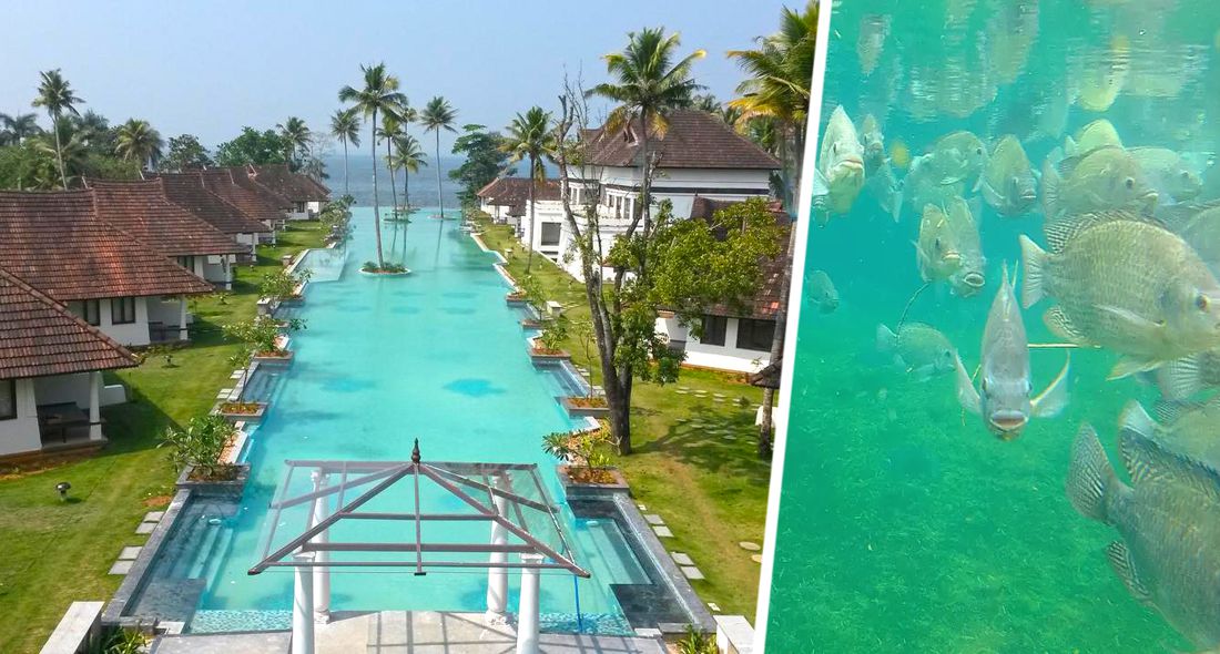 5-звездочный отель в Керале сделал в бассейне рыбную ферму