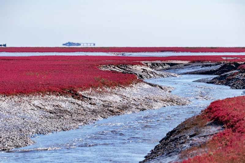 «Красный» пляж в Китае без единой песчинки