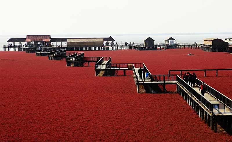«Красный» пляж в Китае без единой песчинки
