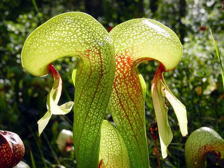 10 удивительных хищных растений