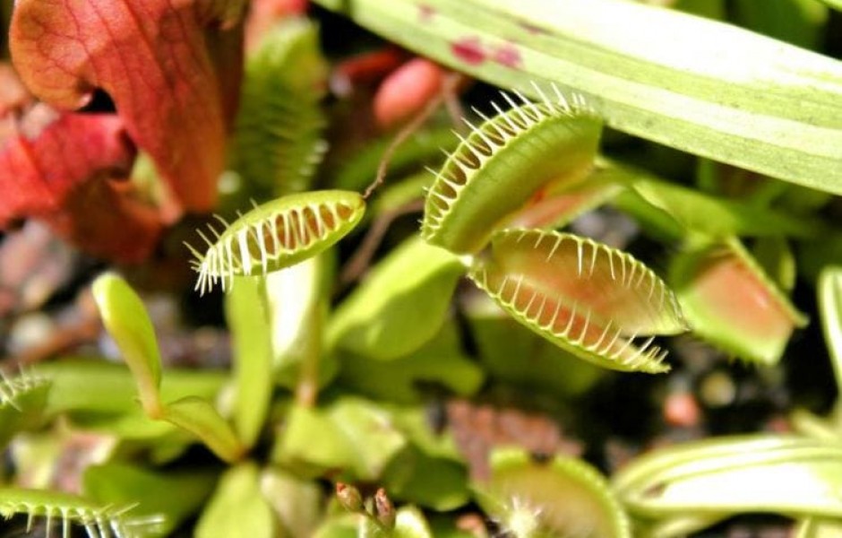 10 удивительных хищных растений