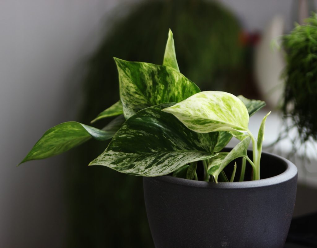 Если не любите поливать: 10 растений для дома с минимальным уходом
