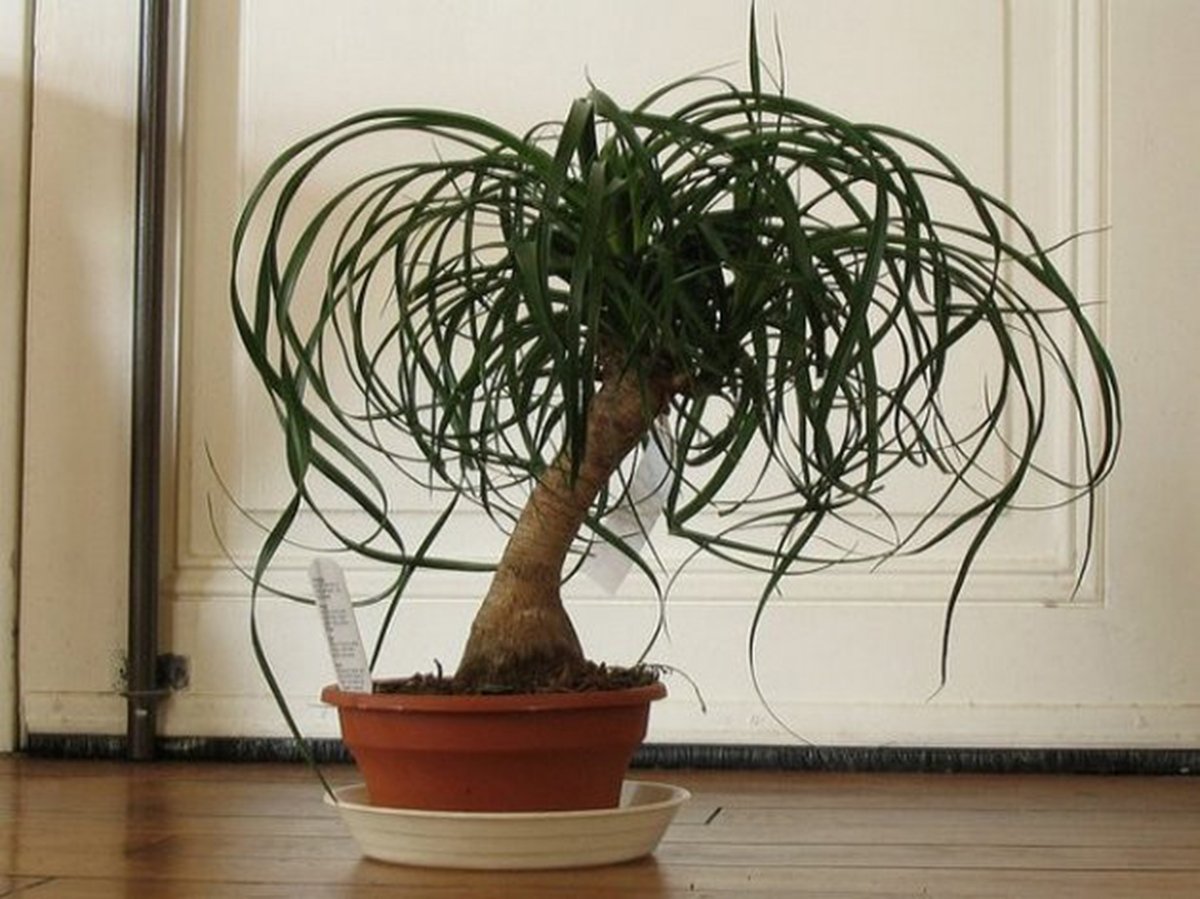 Фото бутылочного дерева комнатное растение