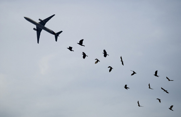 Почему опасно столкновение птицы и самолета