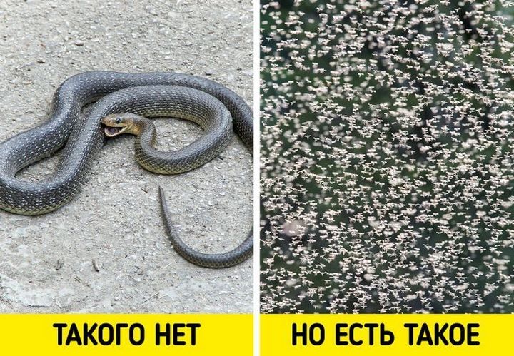 12 особенностей быта и традиций Новой Зеландии, от которых у приезжих округляются глаза