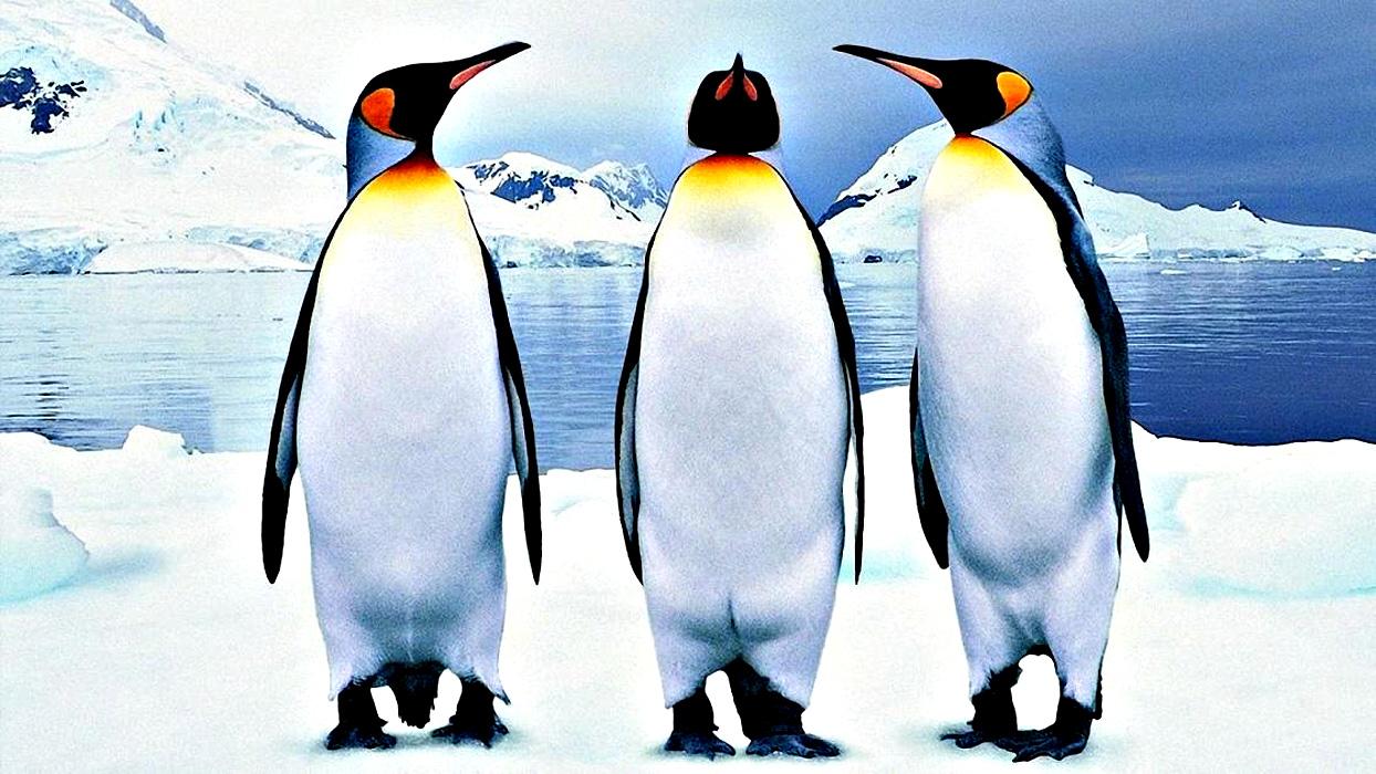Думаете, что пингвины милые и ласковые? Ошибаетесь