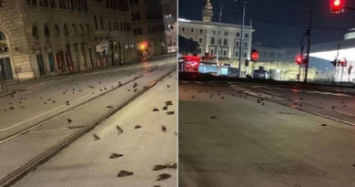 Сотни птиц погибли в Риме из-за новогодних фейерверков