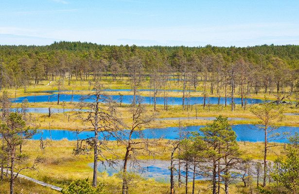 Топи как национальное достояние: почему эстонцы так гордятся своими болотами