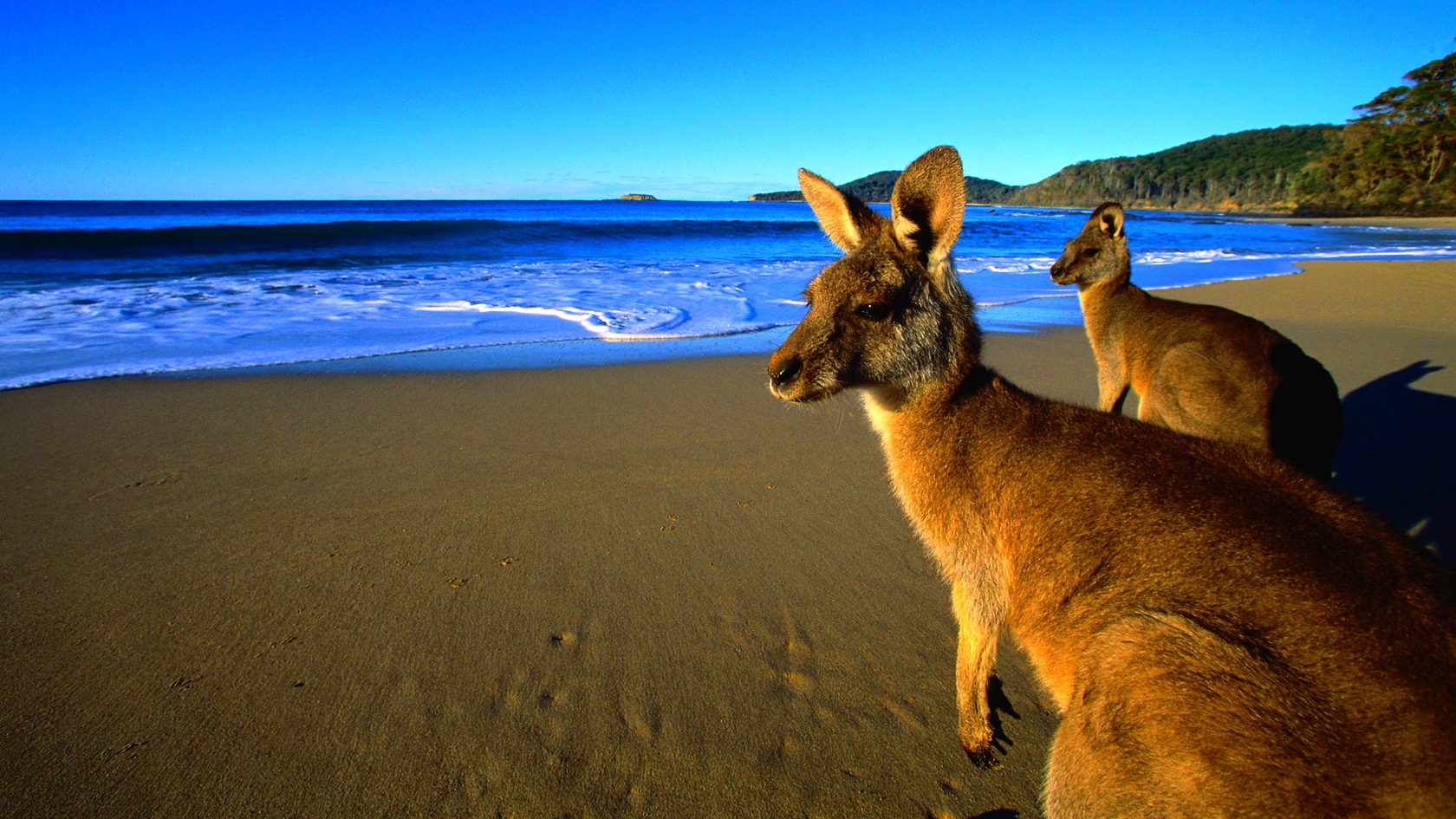 9 причин без памяти влюбиться в Австралию