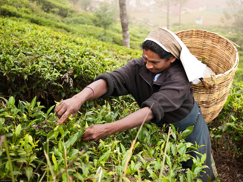 Несколько исторических фактов о цейлонском чае. Шри-Ланка