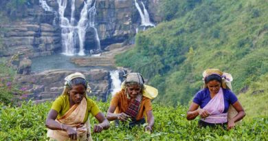 Несколько исторических фактов о цейлонском чае. Шри-Ланка
