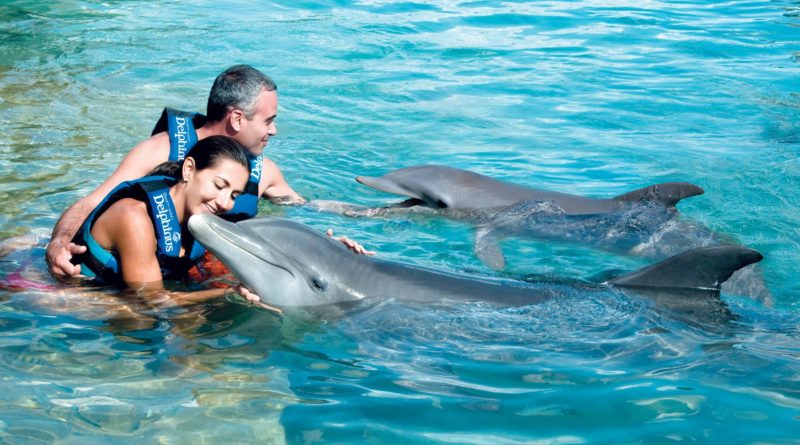 Так ли полезно купание с дельфинами, как нам говорят?