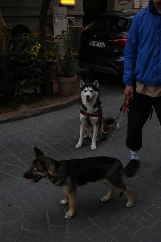 Как я заблудилась в аэропорту и выгуливала чужих собак в Стамбуле..